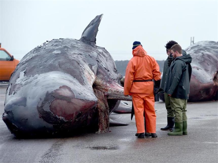 Wieder ein toter Pottwal entdeckt - Kadaver werden entsorgt Zwei tote Pottwale liegen auf einem Anleger auf Nordstrand (Schleswig-Holstein). An der Küste der niederländischen Wattenmeer-Insel Texel wurde unterdessen wieder ein toter Pottwal angespült. Foto: Carsten Rehder
