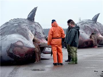 Zwei tote Pottwale liegen auf einem Anleger im schleswig-holsteinischen Nordstrand. Die vor Helgoland gefundene Tiere werden hier zerlegt und untersucht. Foto: Carsten Rehder