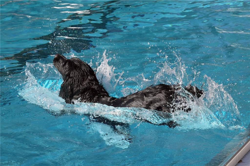 Zwei- und Vierbeiner haben beim Hundeschwimmen im Selmer Freibad ziemlich viel Spaß.