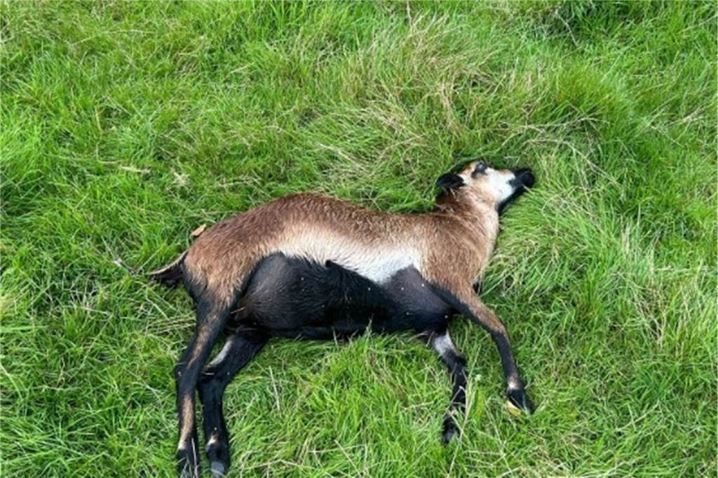 Ein totes Schaf