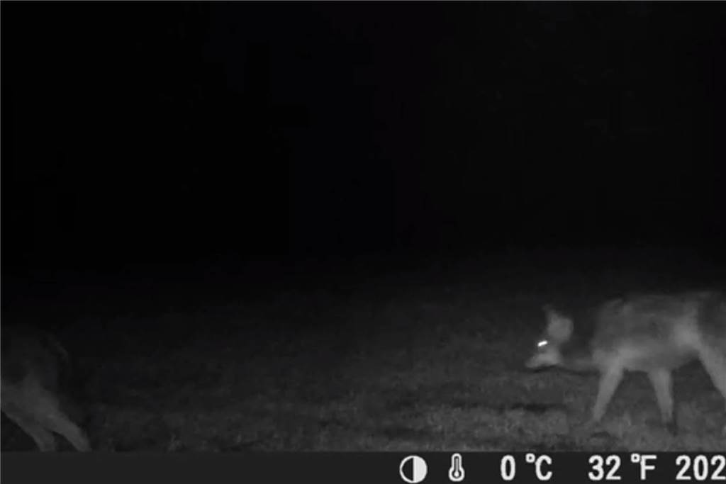 Nach Carport-Vorfall: Video zeigt zwei Wölfe in unmittelbarer Nähe Zwei Wölfe wurden von einer Wildkamera in Hünxe gefilmt. Von einem sind links noch die Hinterläufe zu sehen.