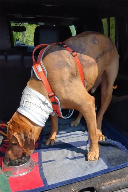 Welpe „Patch“ ist unheilbar krank: „Hund hätte nie gezüchtet werden dürfen“ Quintus nach der Blutspende im Auto.