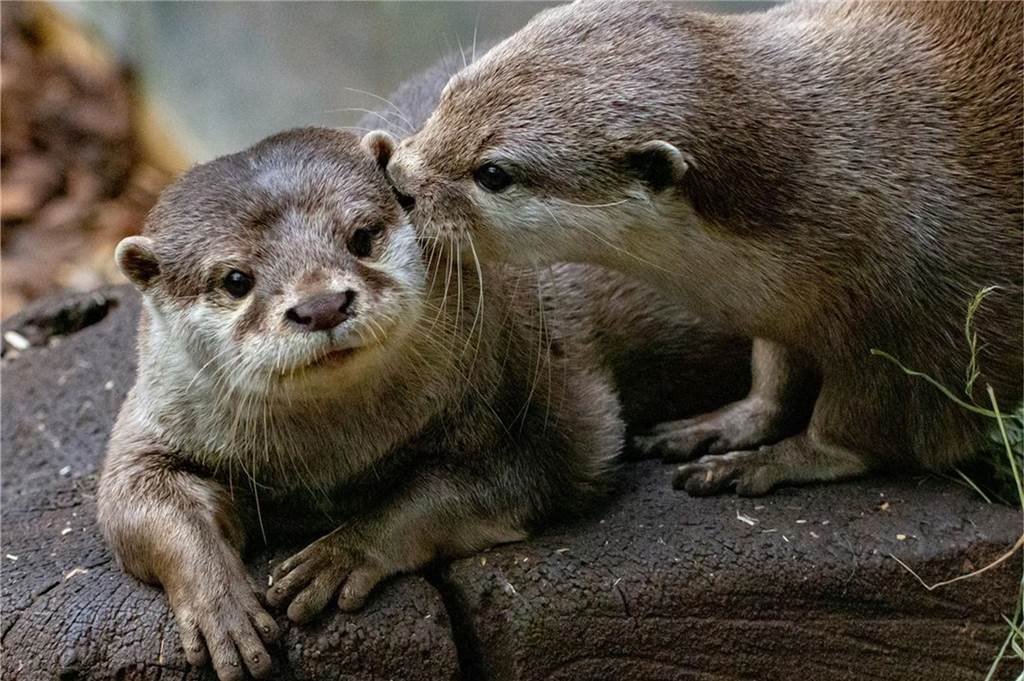 Diese drei Tiere im Dortmunder Zoo werden unterschätzt Zwei Zwergotter auf einem Stein