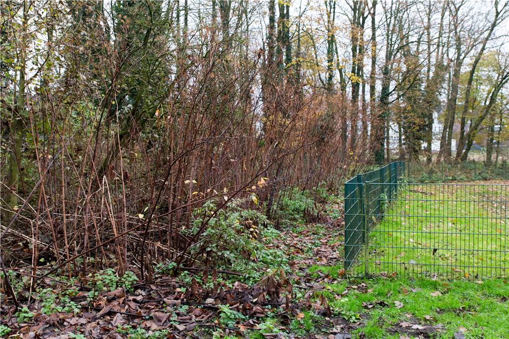 Gefährliche Ausbreitung von Stauden: Stadt erstellt Mehrjahresplan Die Ausbreitung des Staudenknöterichs zwischen dem Kirchhellener Ring und Frieskamp