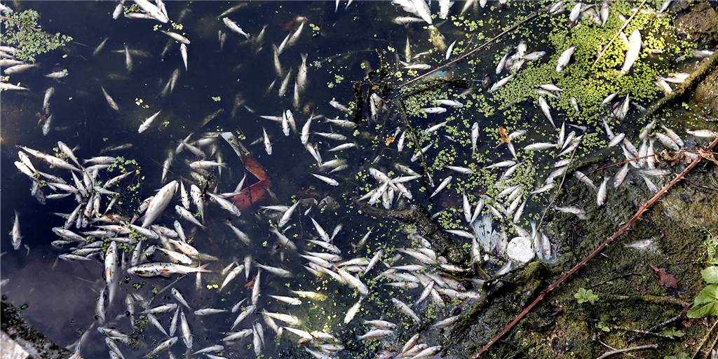 Zwischen Haltener und Hullerner Stausee kam es vor wenigen Tagen zu einem großen Fischsterben.
